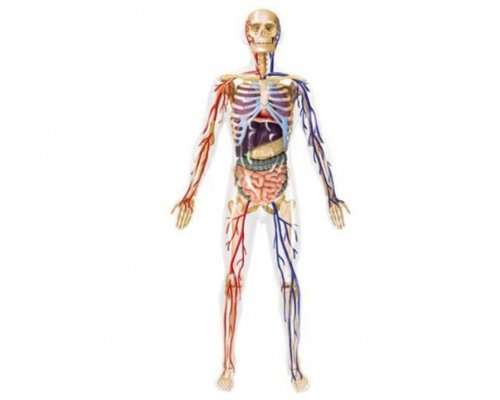 Human Anatomy Model