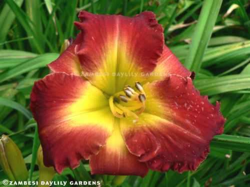No 100 - Daylily Plants - Dragon King