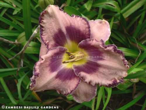 No 116 - Daylily Plants - Royal Braid