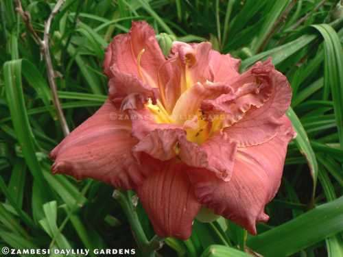 No 141 - Daylily Plants - Excitable