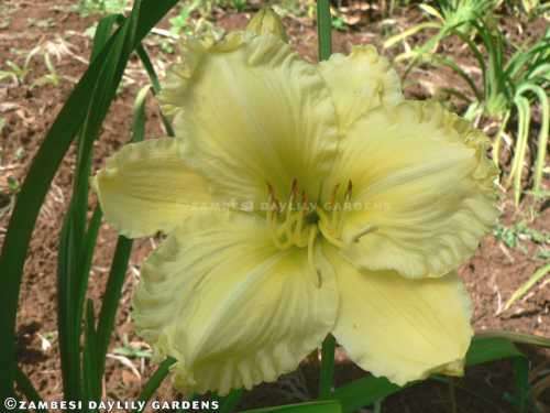 No 163 - Daylily Plants - Doc Alexander