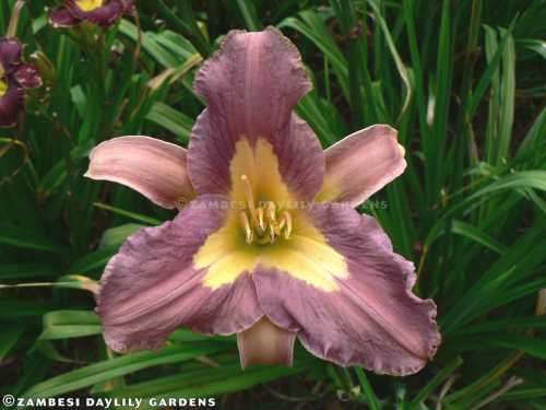 No 166 - Daylily Plants - Silver Veil