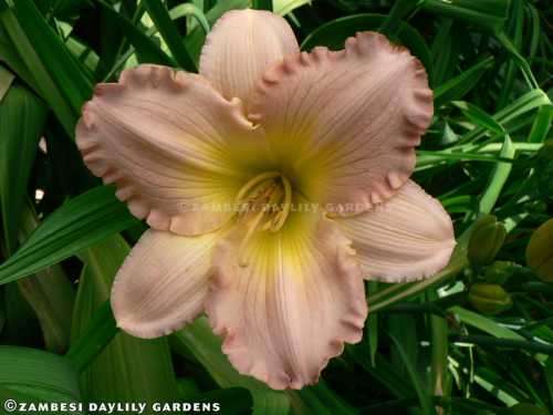 No 182 - Daylily Plants - Pink Ambrosia