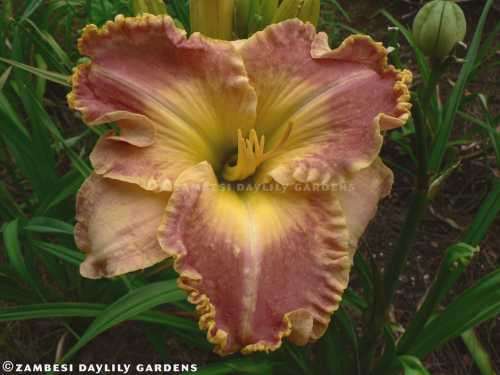 No 183 - Daylily Plants - Ida's Magic