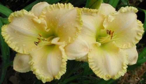 No 185 - Daylily Plants - Lace Cookies