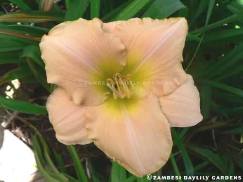 No 3 - Daylily Plants - Butter Cup