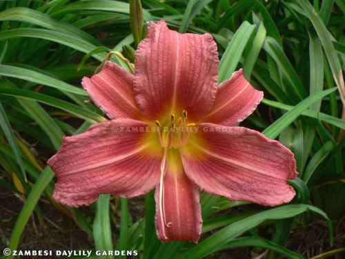 No 40 - Daylily Plants -  Raspberry Frills