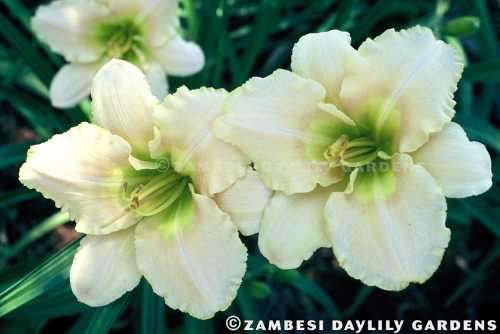 No 43 - Daylily Plants - Elsie Spalding