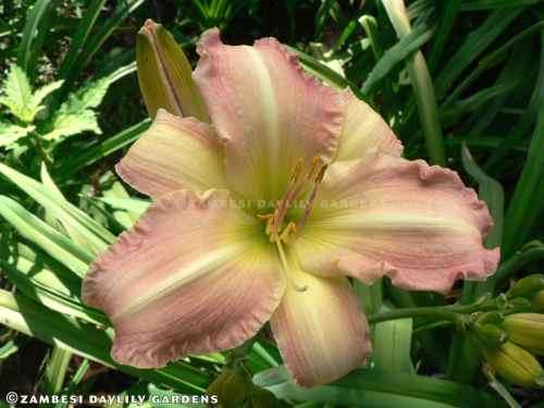 No 49 - Daylily Plants - Elizabeth Robbins