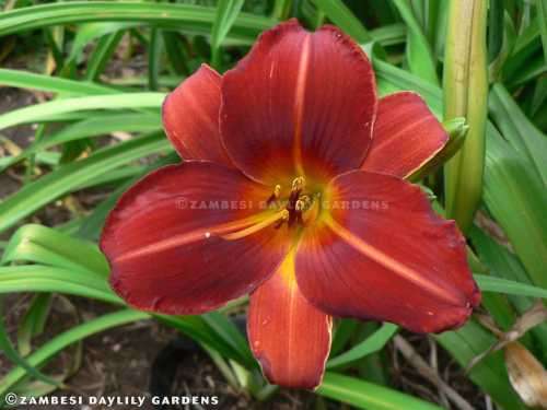 No 64 - Daylily Plants - Grand Opera