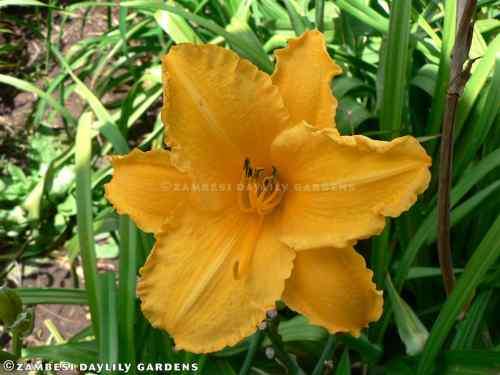 No 65 - Daylily Plants - Frilly Easter Bonnet