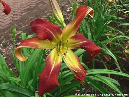 No 88 - Daylily Plants - Long Stocking