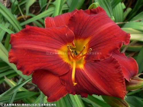 No 99 - Daylily Plants - Kent's Favourite Two
