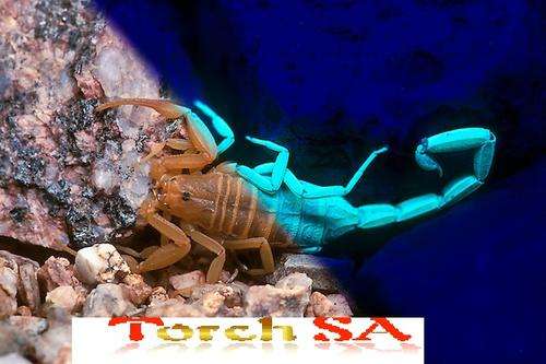 UV 100 LED Flashlight - TorchSA