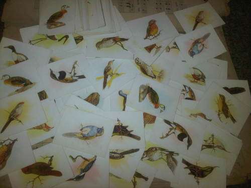 Vintage Bird Themed Collection Of Cards