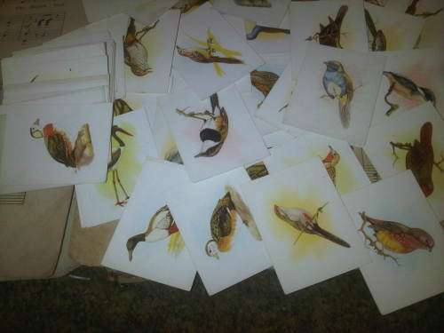 Vintage Bird Themed Collection Of Cards