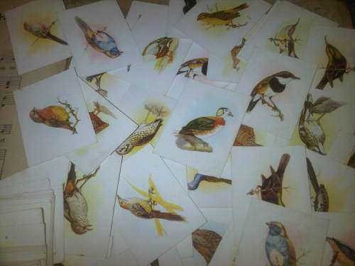 Vintage Bird Themed Collection Of Cards