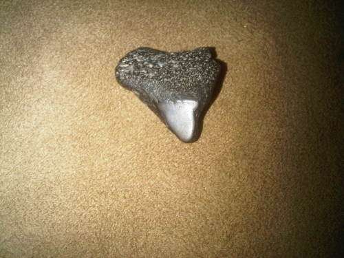 Fossilized Shark Tooth
