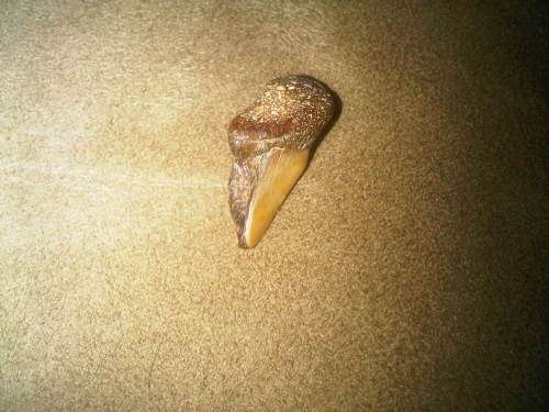 Fossilized Shark Tooth