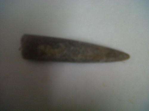 Fossilised Sea Urchen