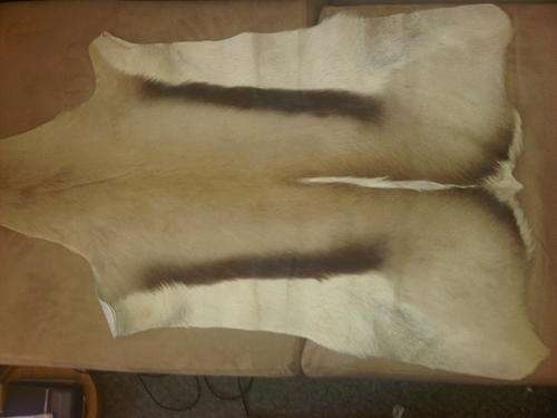 Full Buck Skin Professionally Done Throw Over