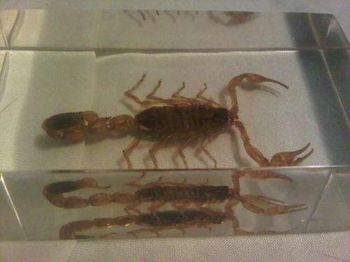 REAL Scorpion In A Block