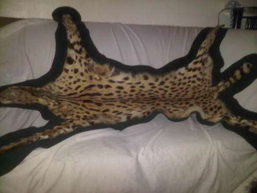 WOW ! Old Cheetah Skin In Superb Condition