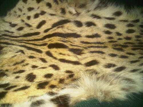 WOW ! Old Cheetah Skin In Superb Condition