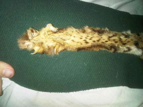 WOW ! Old Cheetah Skin In Superb Condition