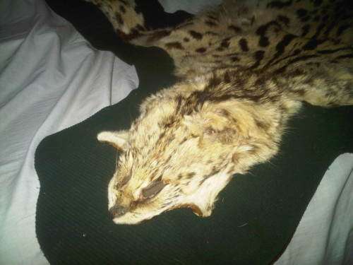 WOW ! Old Cheetah Skin In Superb Condition