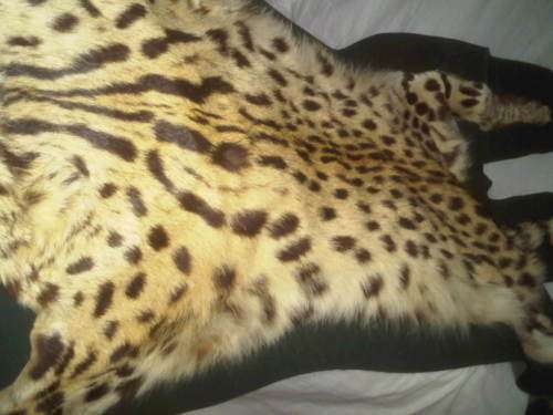 WOW ! Old Cheetah Skin In Superb Condition