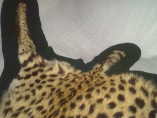 WOW ! Old Cheetah Skin In Superb Condition