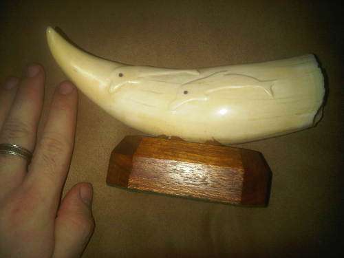 Large Mounted Whale Tooth With Dolphins