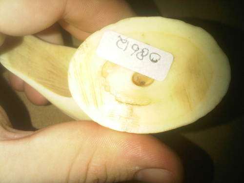 Carved Whale Tooth Bird