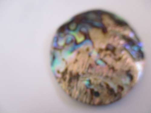 53.00 x 42.00 mm Paula Shell