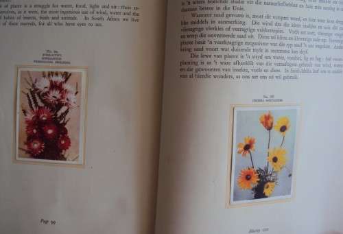Our South African Flora complete 100 cigarette cards Foreward by R. Compton *firmly bound
