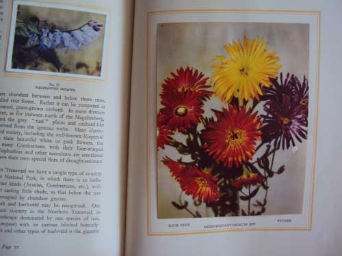 Our South African Flora complete 100 cigarette cards Foreward by R. Compton *firmly bound