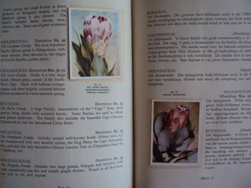 Our South African Flora complete 100 cigarette cards Foreward by R. Compton *firmly bound