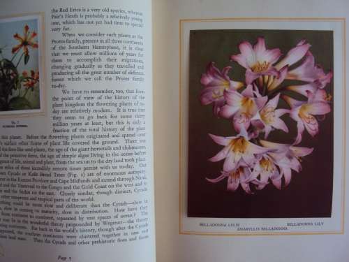 Our South African Flora complete 100 cigarette cards Foreward by R. Compton *firmly bound