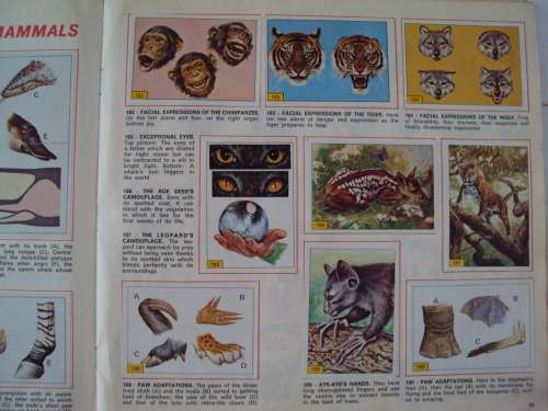 MAMMALS 1978 Vintage Panini Sticker album Complete firmly bound soft cover booklet
