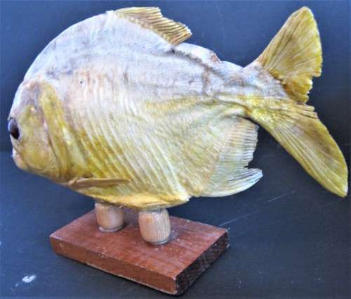 TAXIDERMY PIRANHA - MOUNTED IN VERY GOOD CONDITION 200 MM X 130 MM