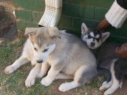 Husky Puppies for Sale.