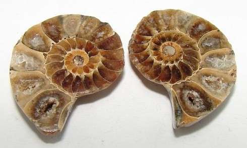 Natural AMMONITE pair