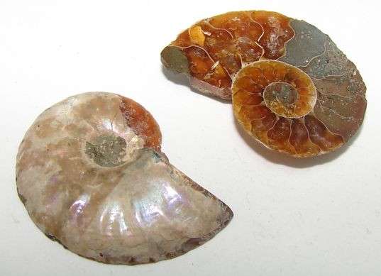 Natural AMMONITE pair