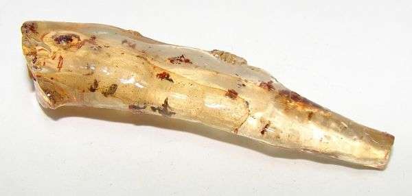 Natural AMBER with PLANT and / or INSECT inclusions