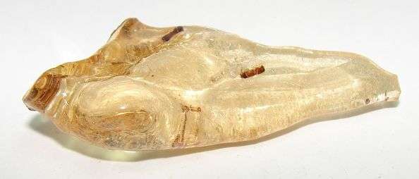 Natural AMBER with PLANT and / or INSECT inclusions