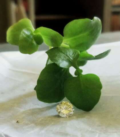 Natura' Diamond .73 Light Cape VS2