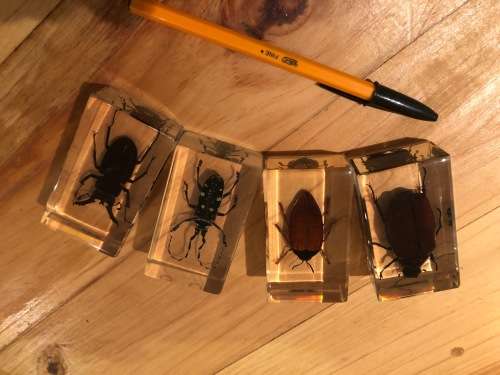19 X VARIOUS BUGS AND NUNU`S IN PERSPEX - SOME QUITE RARE