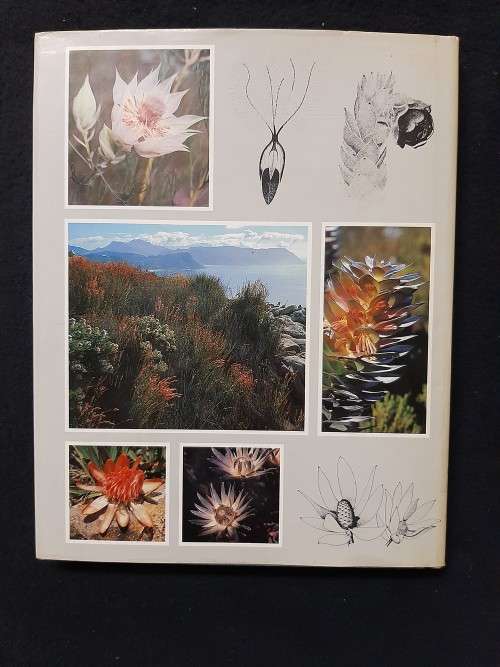 Suid Afrikaanse Proteaceae - Marie Vogts