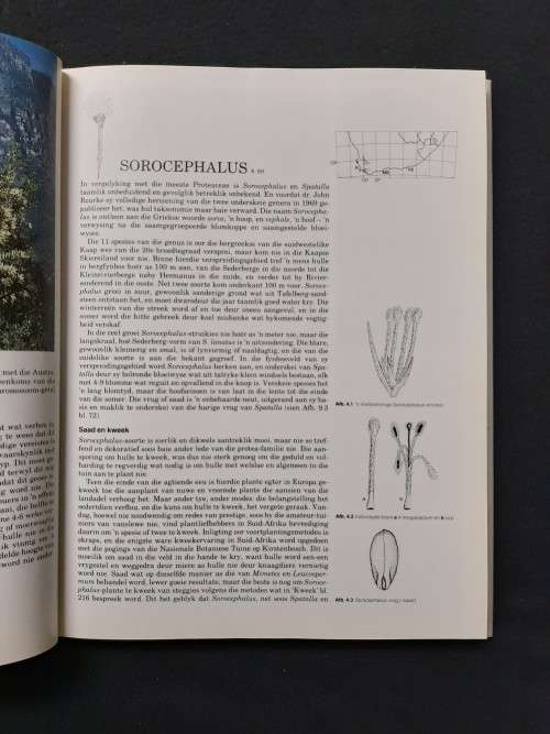 Suid Afrikaanse Proteaceae - Marie Vogts